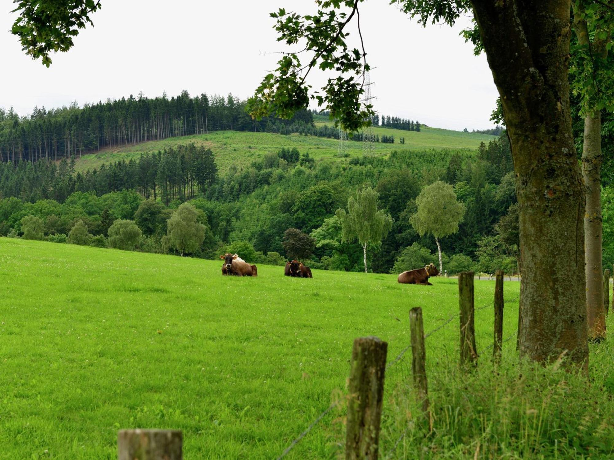 Cozy Holiday Home With Wifi In Hochsauerland Elpe Εξωτερικό φωτογραφία